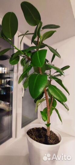 Фикус каучуконосный Робуста 130см