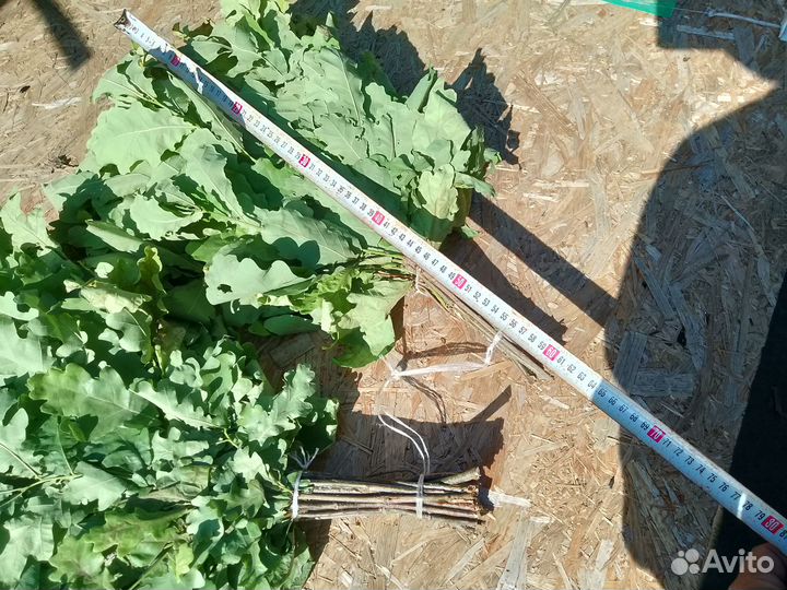 Дубовые и березовые веники для бани