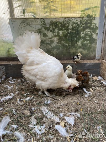 Курица с цыплятами павловское золото