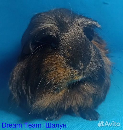 Морские свинки девочки и мальчики