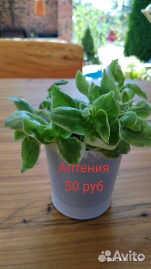 Герань и не только