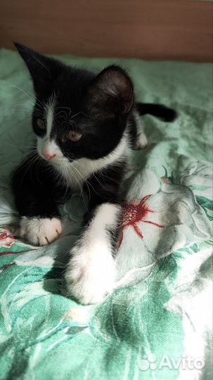 Отдаю котёнка