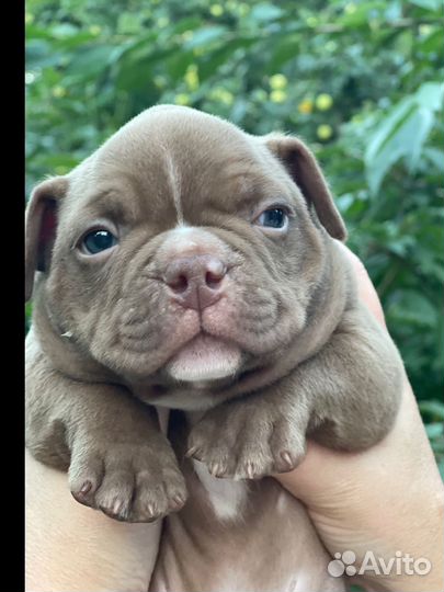 Американский булли микро экзот