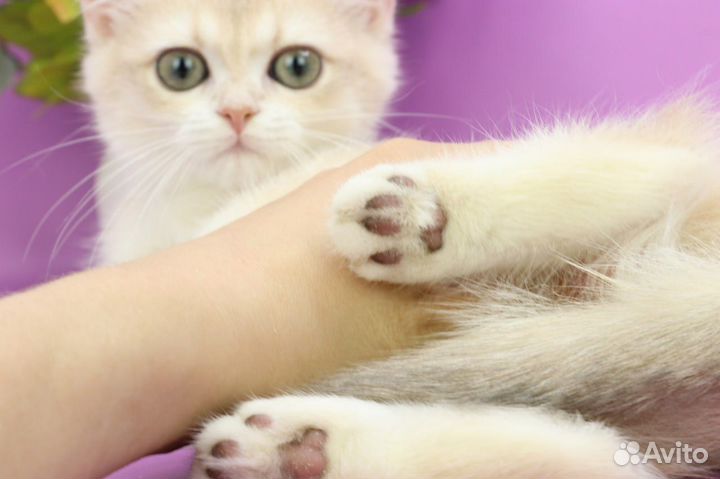 Британская кошка голубое золото шинишилла ay12