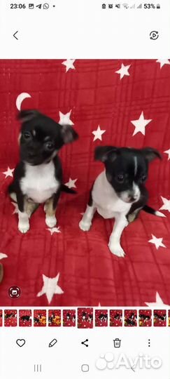 Щенки чихуахуа