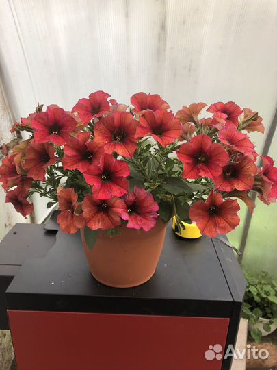 Вегетативная петуния