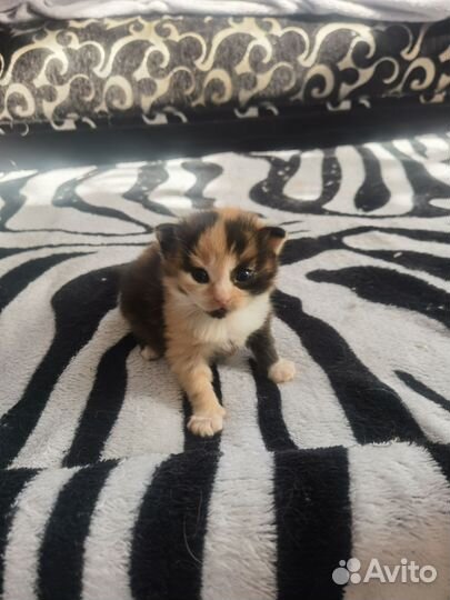 Котята в добрые руки бесплатно