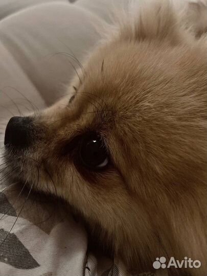 Шпиц немецкий девочка