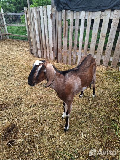 Дойные нубийские козы