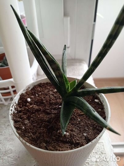 Сансевиерия сортовая