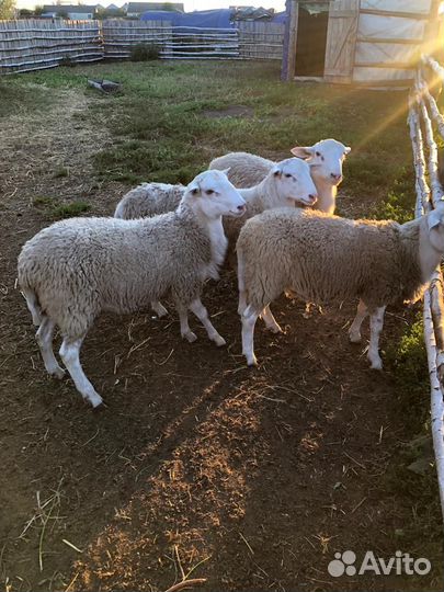 Катумские бараны, ярочки