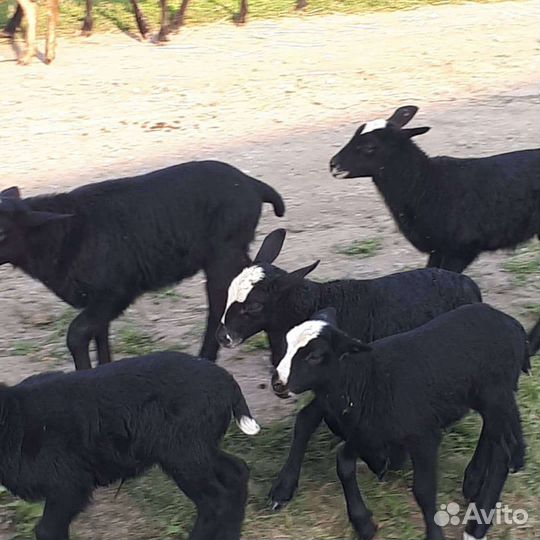 Бараны, ягнята Романовской породы