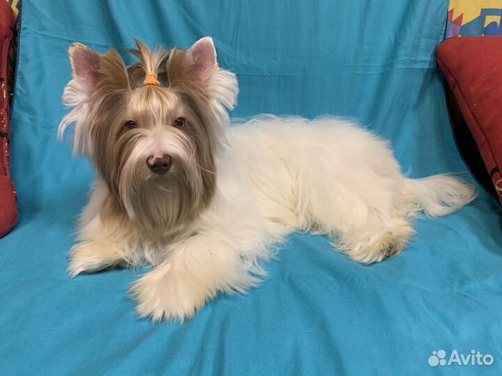 Йоркширский терьер шокоберри мерле биро бивер