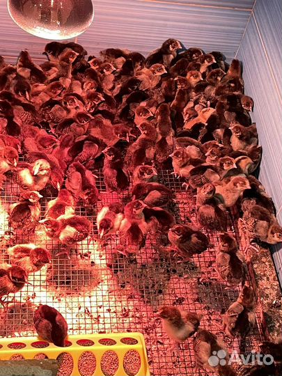 Цыплята Кучинская юбилейная