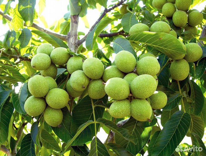 Саженцы привитого грецкого ореха Узбеский Скоропл