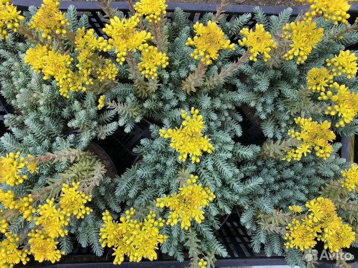 Очиток седум скальный голубой