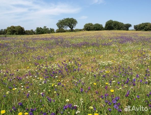 Мёд 2024 года натуральный оптом