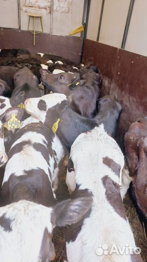 Телята бычки