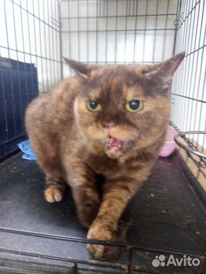 Кошка Плюха в добрые руки