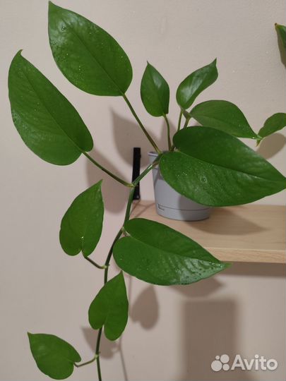 Эпипремнум