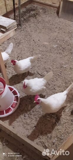 Инкубационное яйцо кур