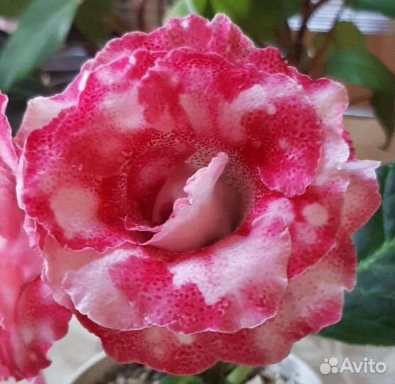 Глоксиния махровая листики