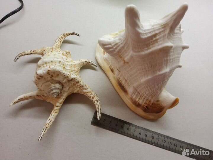 Ракушка морская большая, а маленькая в подарок