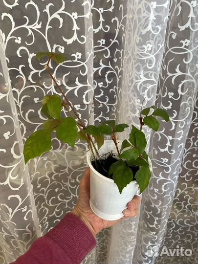 Циссус, березка, вьюн