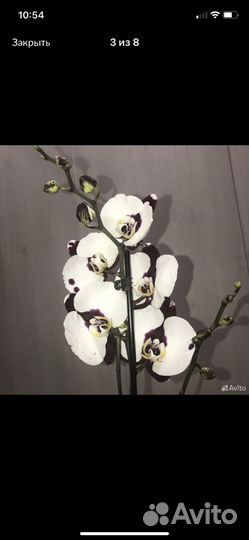 Орхидея фаленопсис Polca Dots