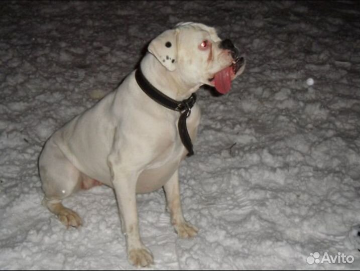 Передержка животных