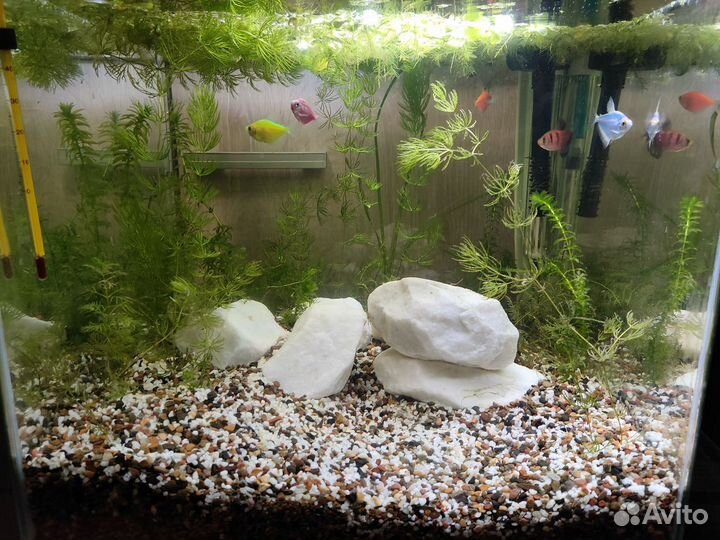 Аквариум Newa More NMO 50W Daylight LED 45 л