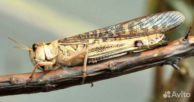 Кормовые насекомые. Домовый сверчок и другие