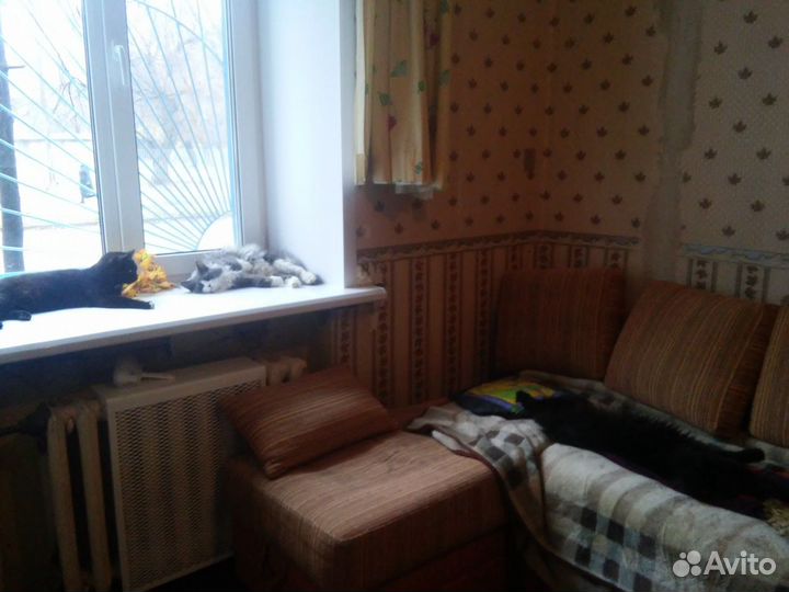 Передержка животных(зоогостиница)