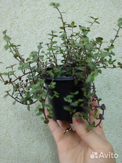 Коллазия ползучая