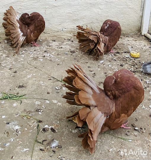 Голуби павлины