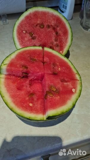 Рассада уральских арбузов и дынь