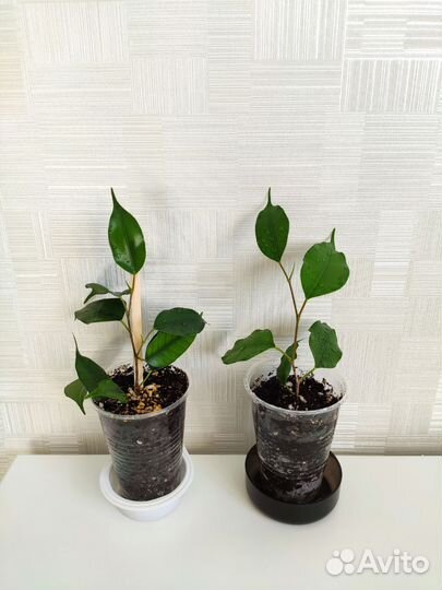 Фикус Бенджамина Даниэль