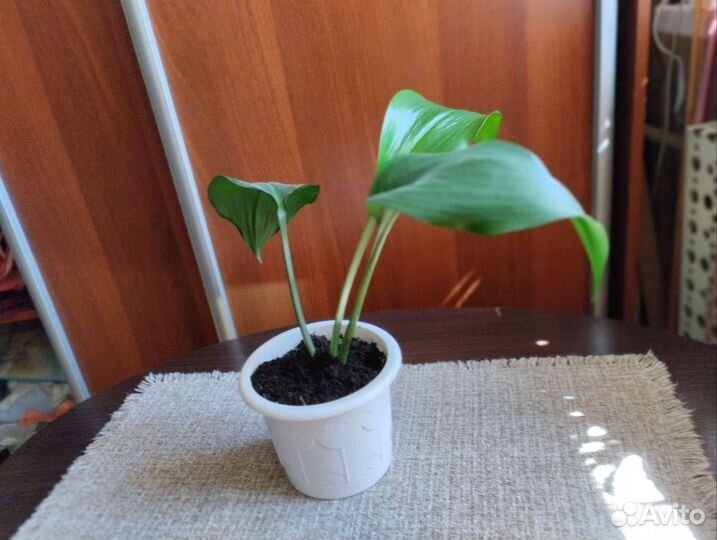 Комнатный цветок