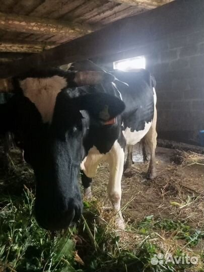 Продам корову