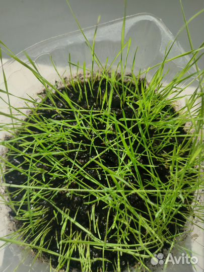 Семена костра