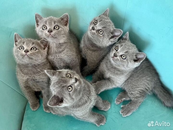 Британские котята