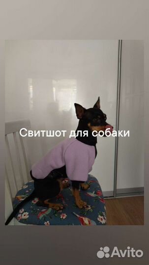 Пошив одежды для собак