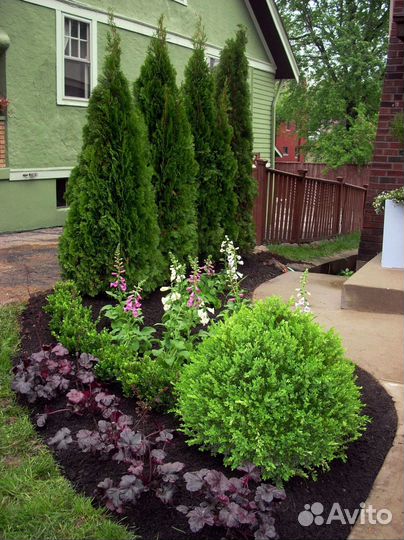 Туи колумна