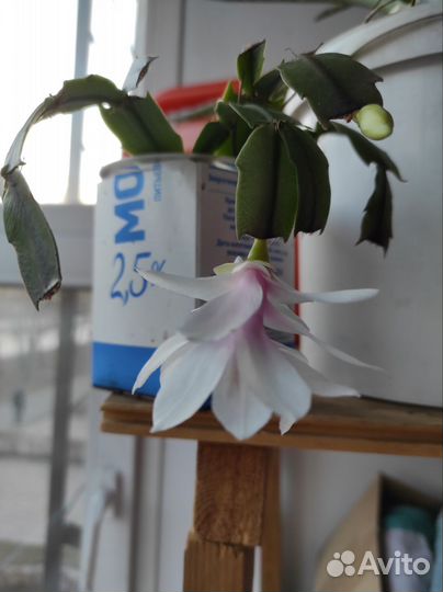 Декабрист белый