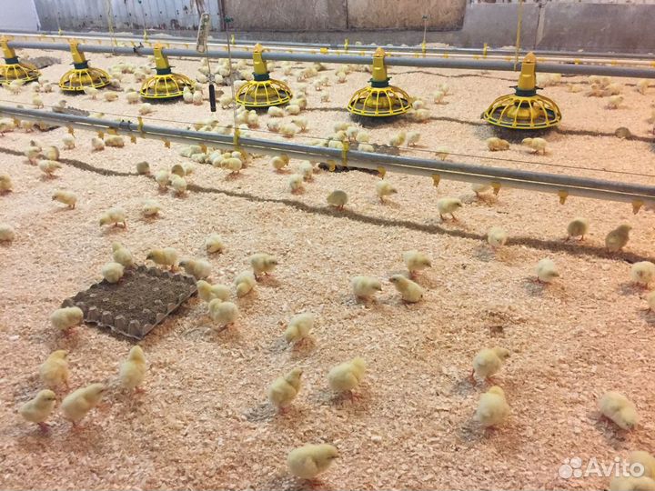 Цыплята бройлеры