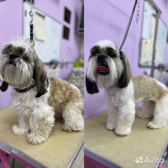 Груминг, стрижка собак, тримминг, доставка