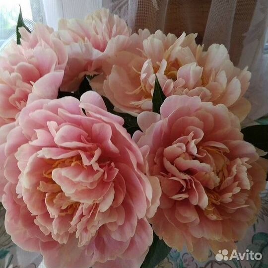 Пион Дролла саженцы