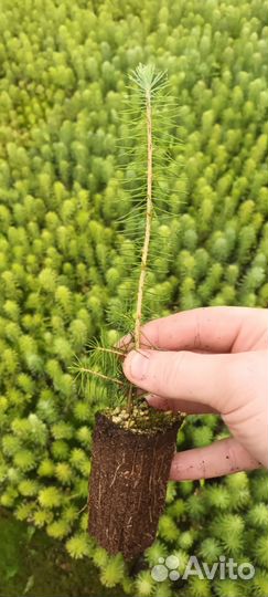 Сеянцы Ель зкс