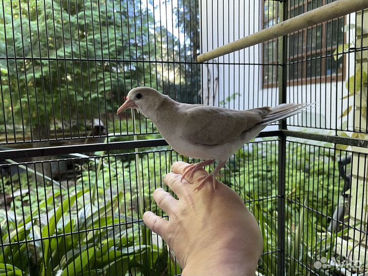 Горлицы смеющиеся (египетские), птенец