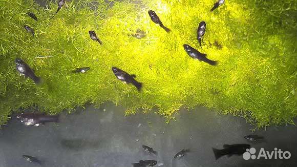 Мальки моллинезии Лирохвостой